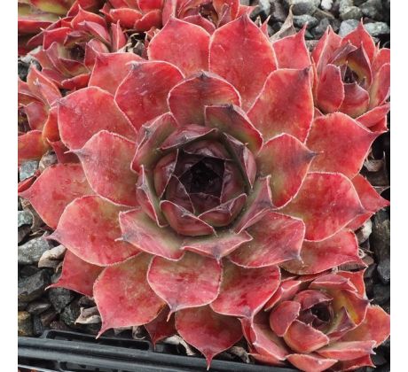 Sempervivum RENATA