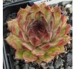 Sempervivum RADIANT