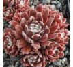 Sempervivum RED SPIDERMAN