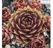 Sempervivum PURPLE KING