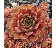 Sempervivum NADELLA