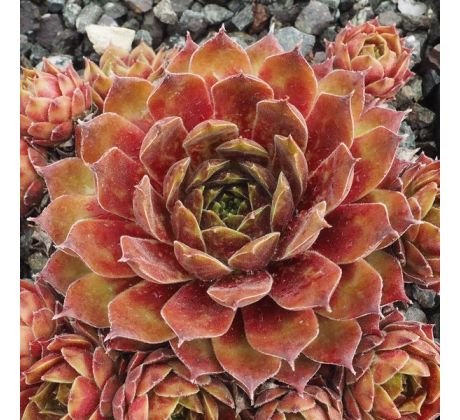 Sempervivum NADELLA