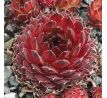 Sempervivum NOIR