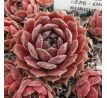 Sempervivum OHIO BURGUNDY