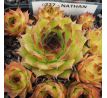 Sempervivum NATHAN