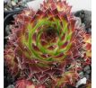 Sempervivum NICO