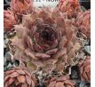 Sempervivum NORNE