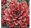 Sempervivum HEKLA