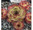 Sempervivum NEVIS