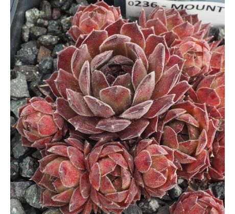 Sempervivum MOUNT KENIA