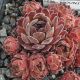 Sempervivum MOUNT KENIA