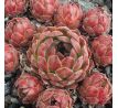 Sempervivum MORION