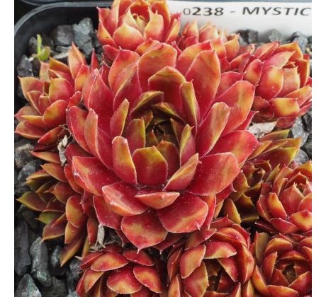 Sempervivum MYSTIC