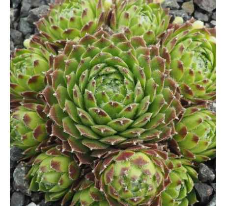 Sempervivum NOBBE