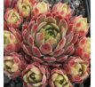 Sempervivum PETPUSKA