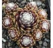 Sempervivum SNOW BABY