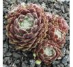 Sempervivum PUNTA NIVA