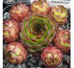 Sempervivum PARROY