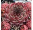 Sempervivum POMPEJA