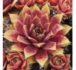 Sempervivum CARINUS