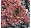 Sempervivum PESCADO