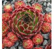 Sempervivum PATRAS