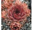 Sempervivum PFEFFERKUCHEN