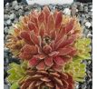 Sempervivum PURDY`S 50-5