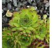 Sempervivum PEPPERMINT PETTY