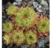 Sempervivum PETER LOTTER