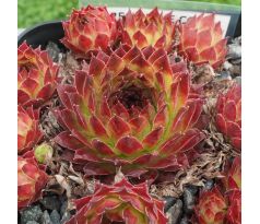 Sempervivum PINE CONE