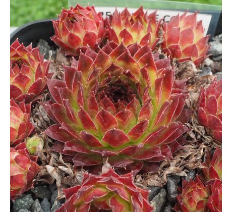 Sempervivum PINE CONE