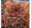 Sempervivum PURDY`S 50-6