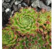 Sempervivum MICKEY MOUSE I