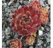 Sempervivum PLAMENY