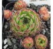 Sempervivum MOLLE