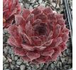 Sempervivum MAUNA KEA