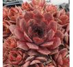 Sempervivum MISSOURI ROSE