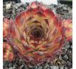 Sempervivum MILAN