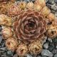 Sempervivum MOSS ROSE