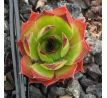 Sempervivum MERCEDES