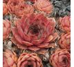 Sempervivum MERAPI