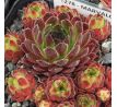 Sempervivum MARVALO