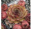 Sempervivum MATIFU