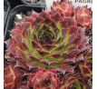 Sempervivum PAGRO