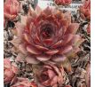 Sempervivum BLAUER HARNISCH