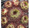 Sempervivum SIR WILLIAM LAWRENCE