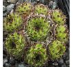 Sempervivum calcareum from Sospel