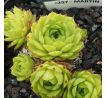 Sempervivum MARTIN