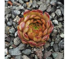 Sempervivum BRONZE PLASTIC